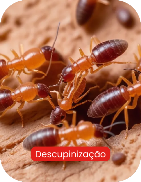 cupim