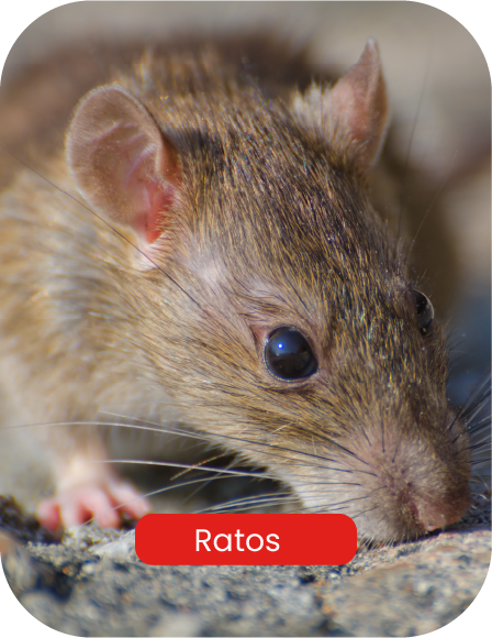 rato